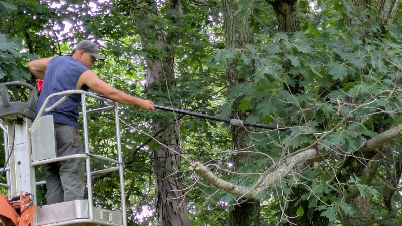 Removing a dead limb from a mature maple using a 35ft lift